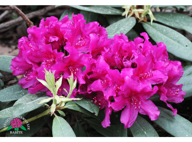Rhododendron   'Sofija'